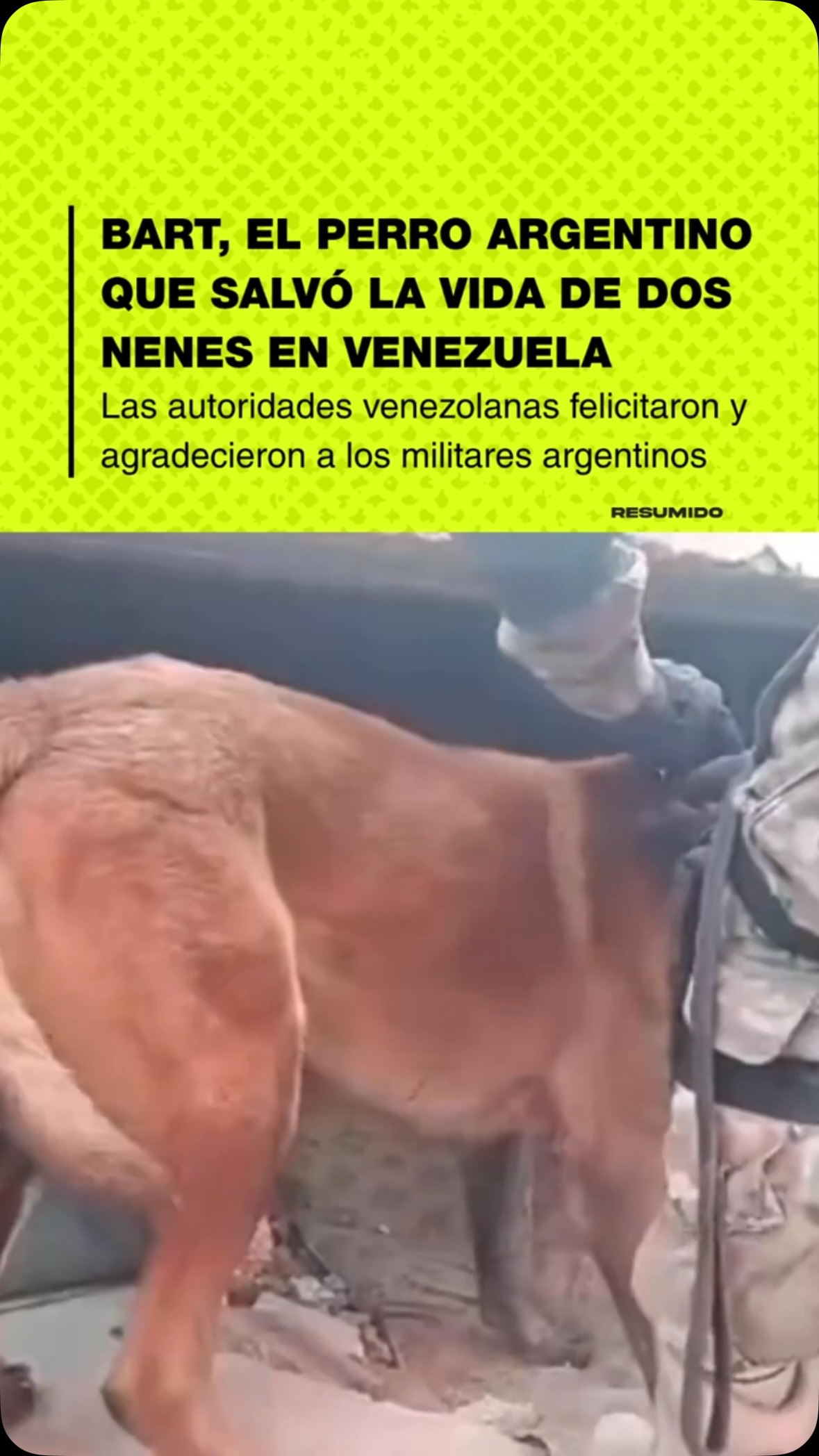🐶 EL PERRO ARGENTINO QUE SALVÓ A DOS NENES EN VENEZUELA
