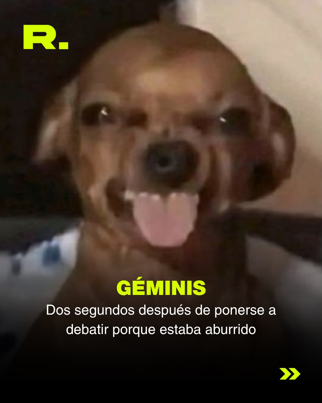 ❤️ LLUVIA DE MEMES DE PERROS (para alegrarte el día) (4/13)