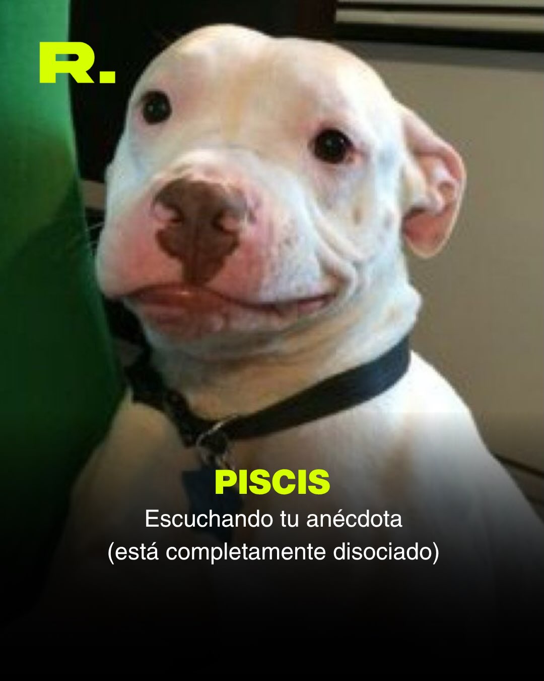 ❤️ LLUVIA DE MEMES DE PERROS (para alegrarte el día) (13/13)