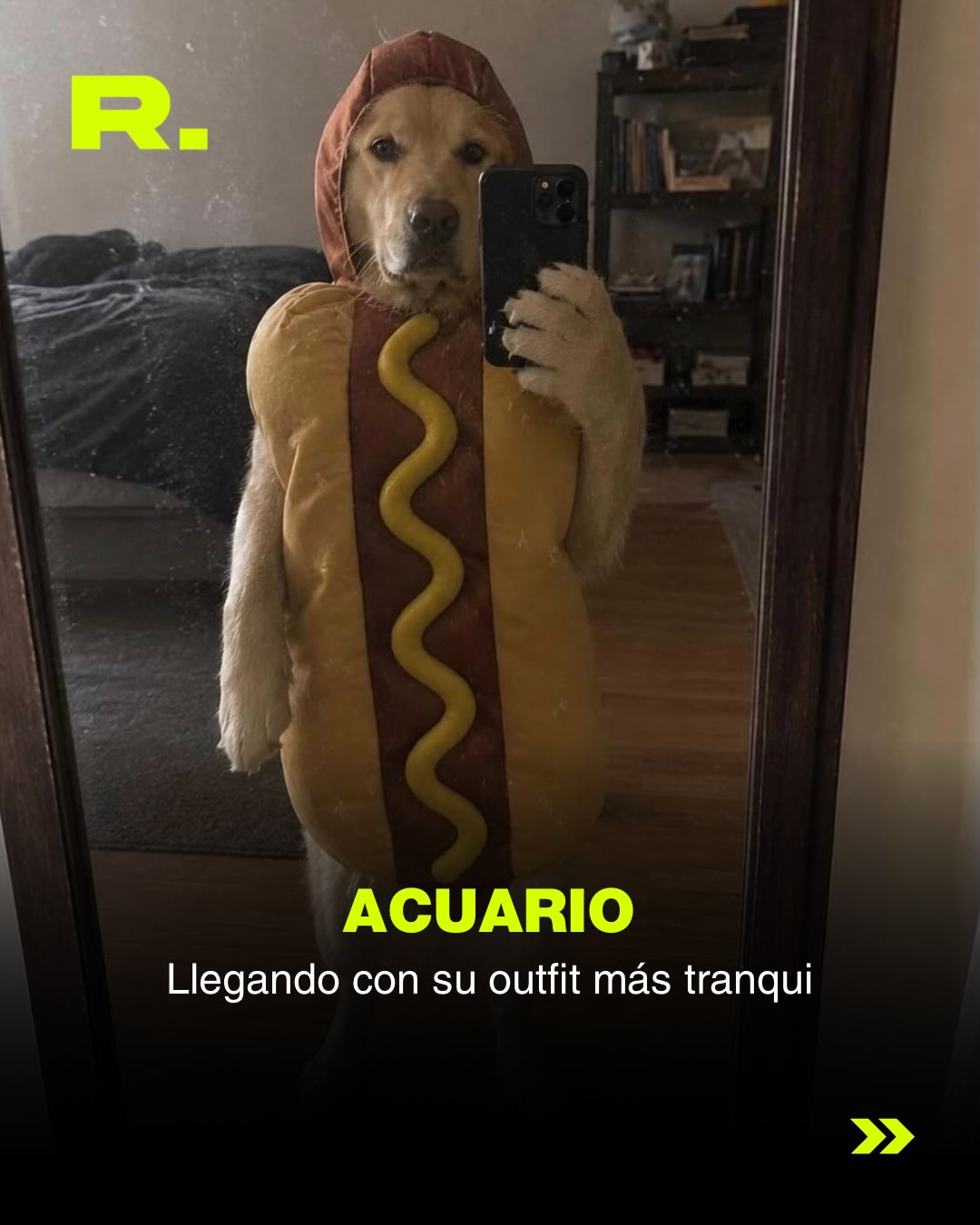 ❤️ LLUVIA DE MEMES DE PERROS (para alegrarte el día) (12/13)