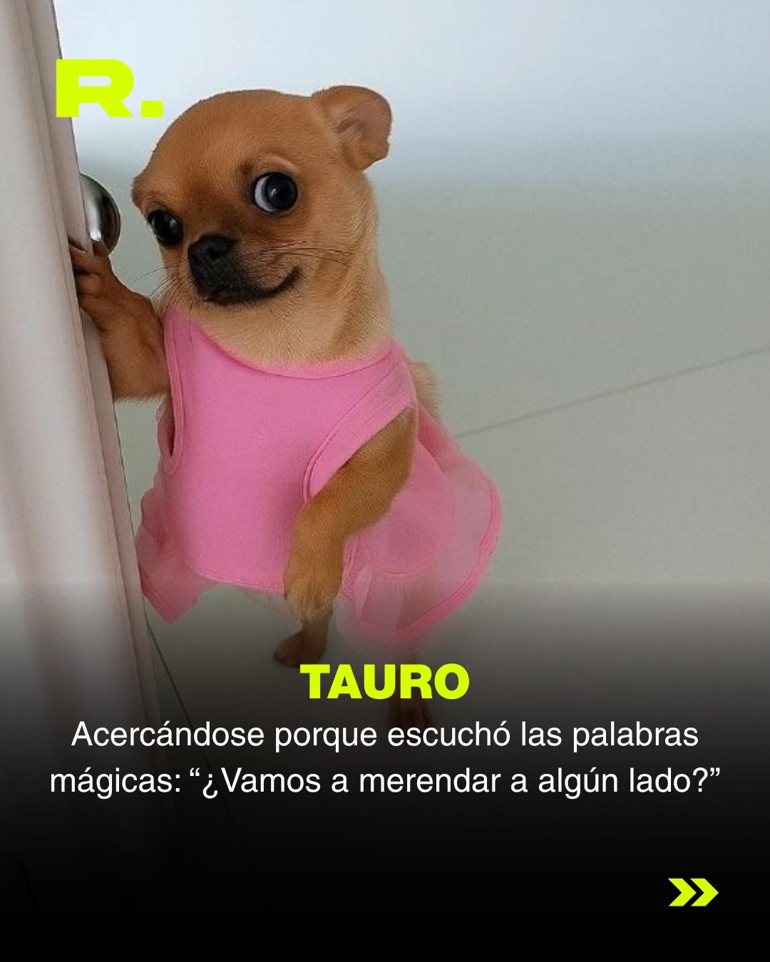 ❤️ LLUVIA DE MEMES DE PERROS (para alegrarte el día) (3/13)