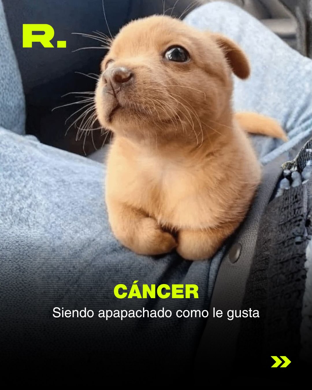 ❤️ LLUVIA DE MEMES DE PERROS (para alegrarte el día) (5/13)