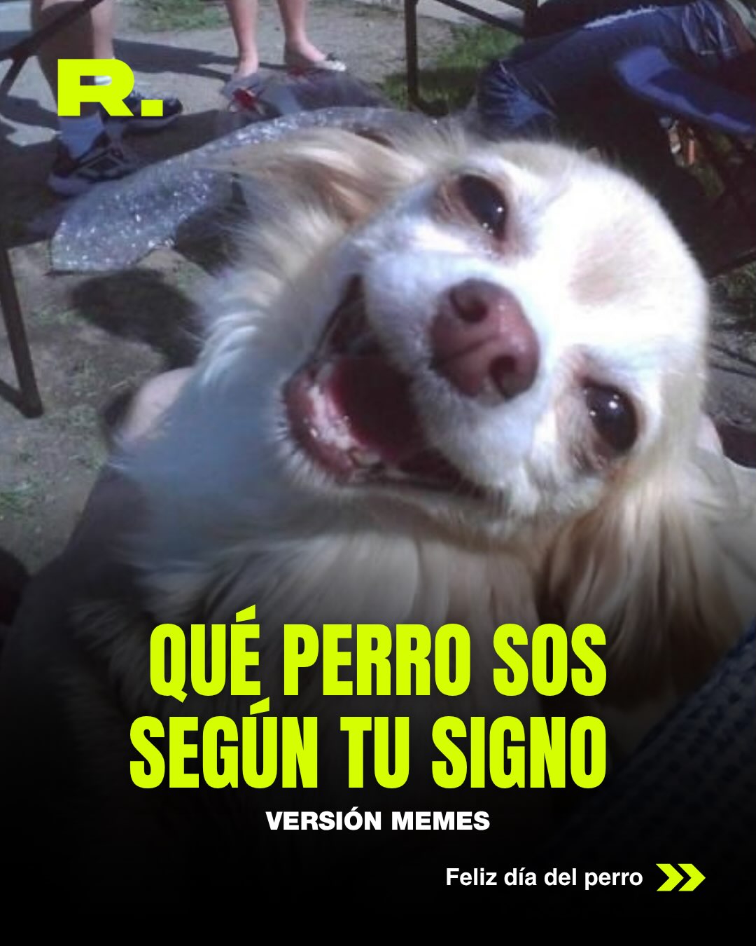 ❤️ LLUVIA DE MEMES DE PERROS (para alegrarte el día) (1/13)
