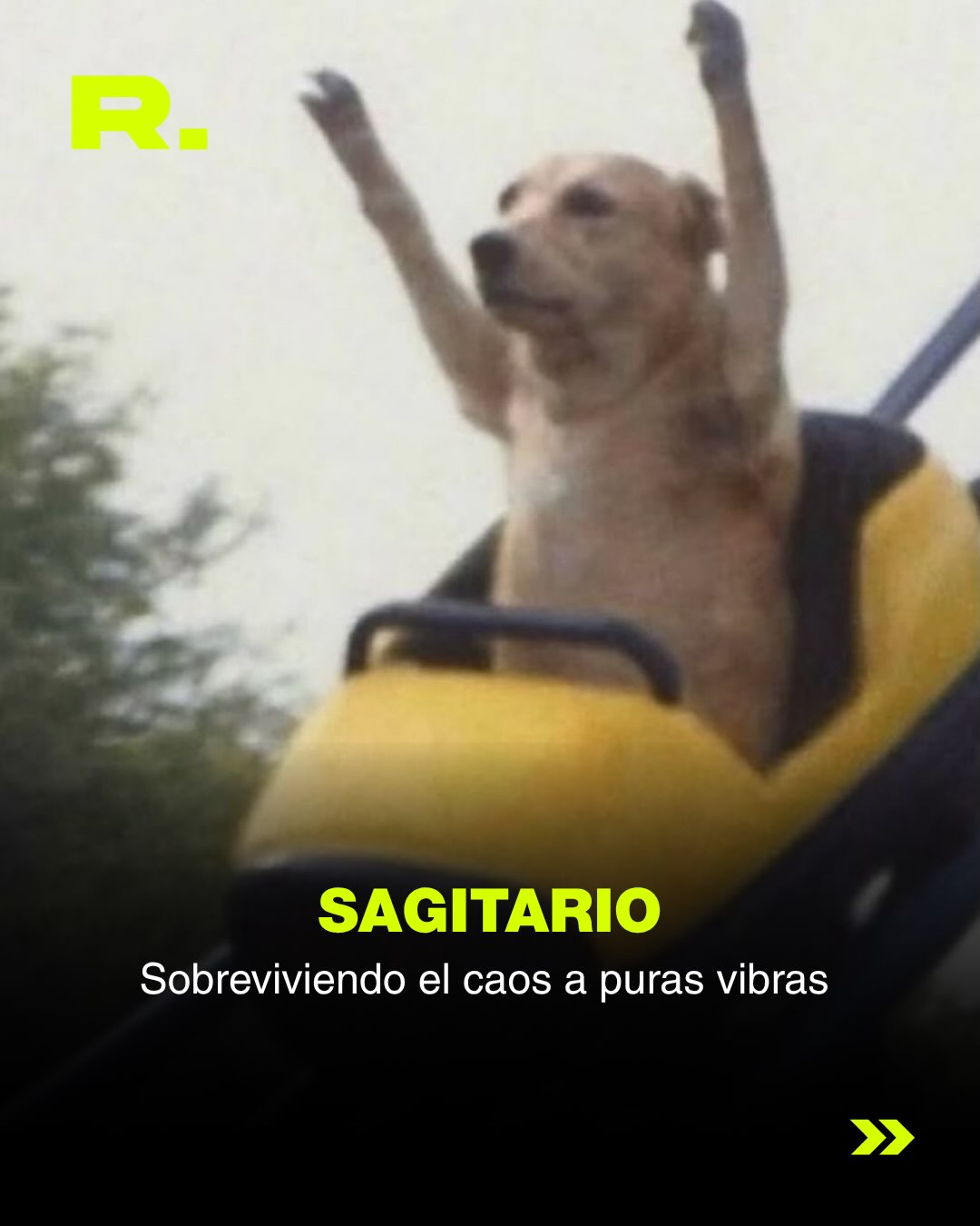 ❤️ LLUVIA DE MEMES DE PERROS (para alegrarte el día) (10/13)