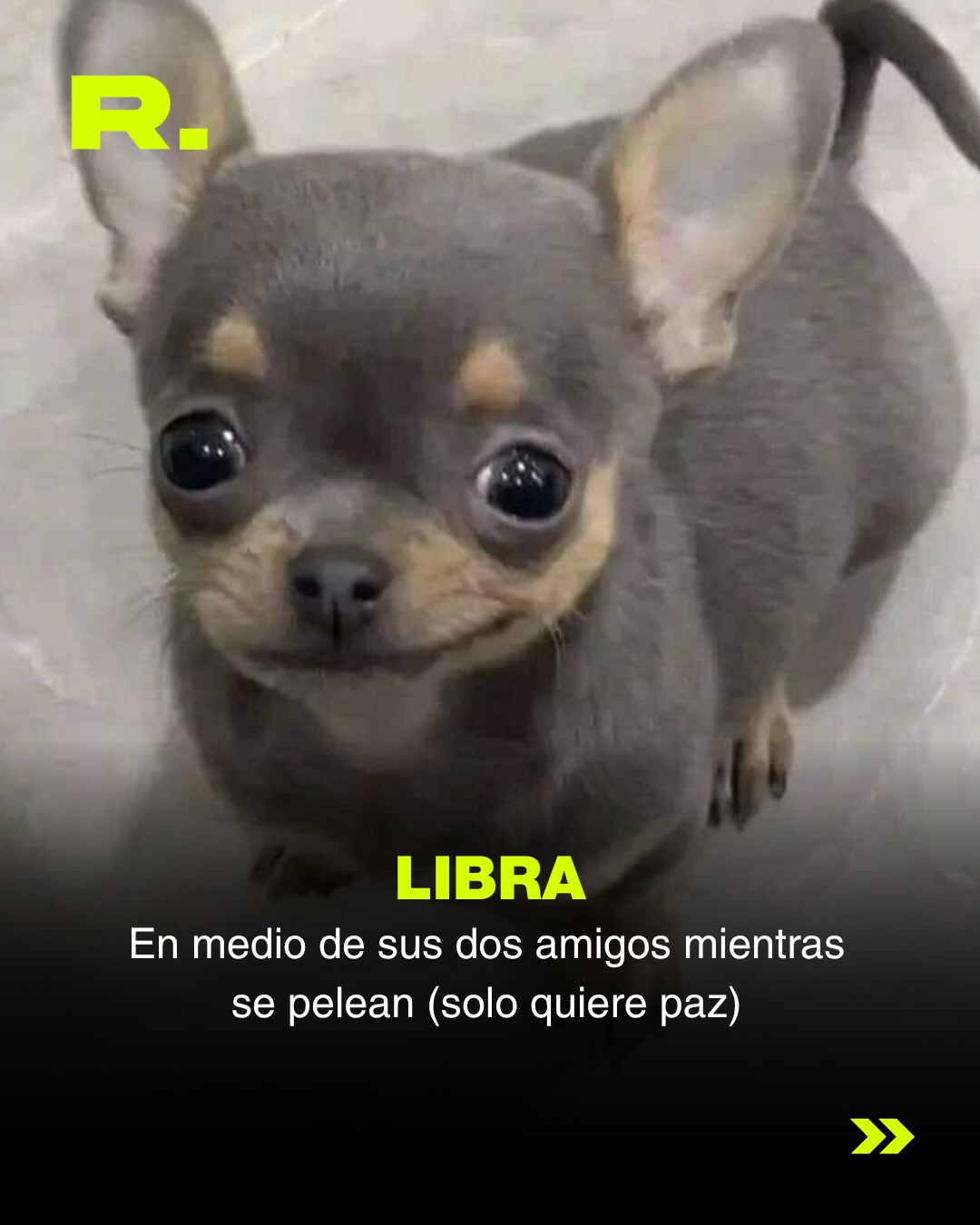 ❤️ LLUVIA DE MEMES DE PERROS (para alegrarte el día) (8/13)