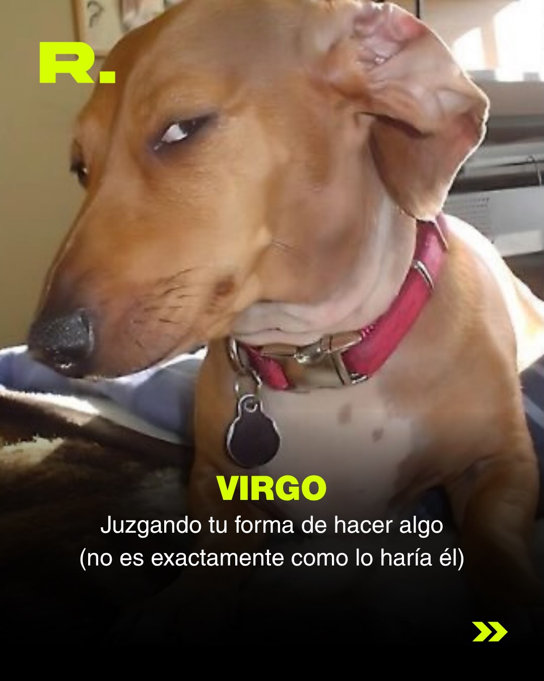 ❤️ LLUVIA DE MEMES DE PERROS (para alegrarte el día) (7/13)