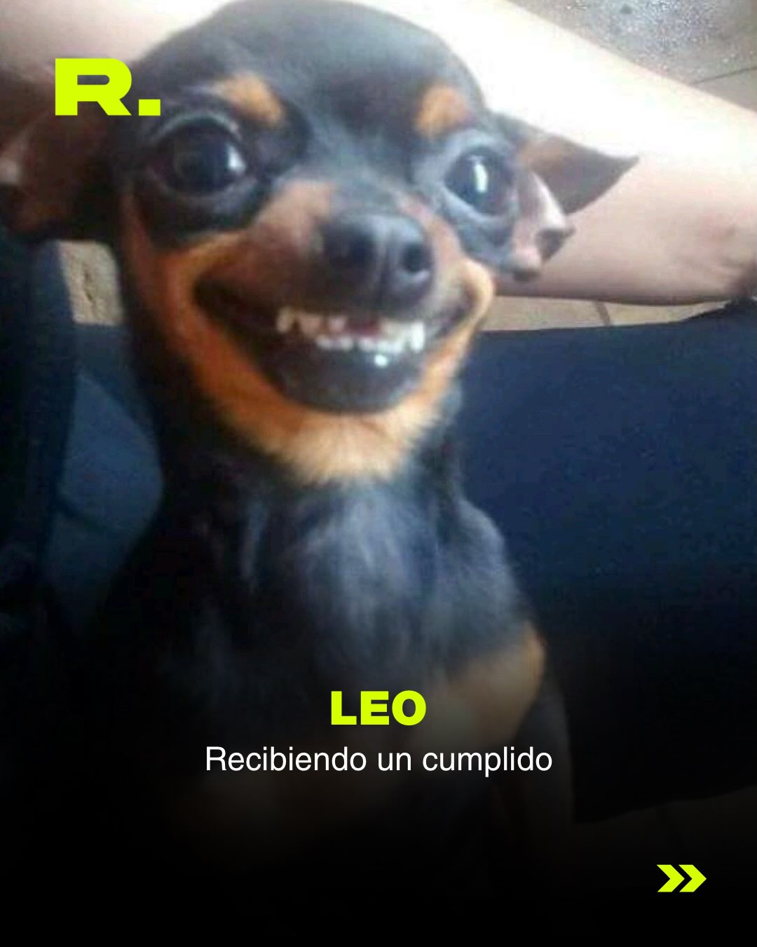 ❤️ LLUVIA DE MEMES DE PERROS (para alegrarte el día) (6/13)