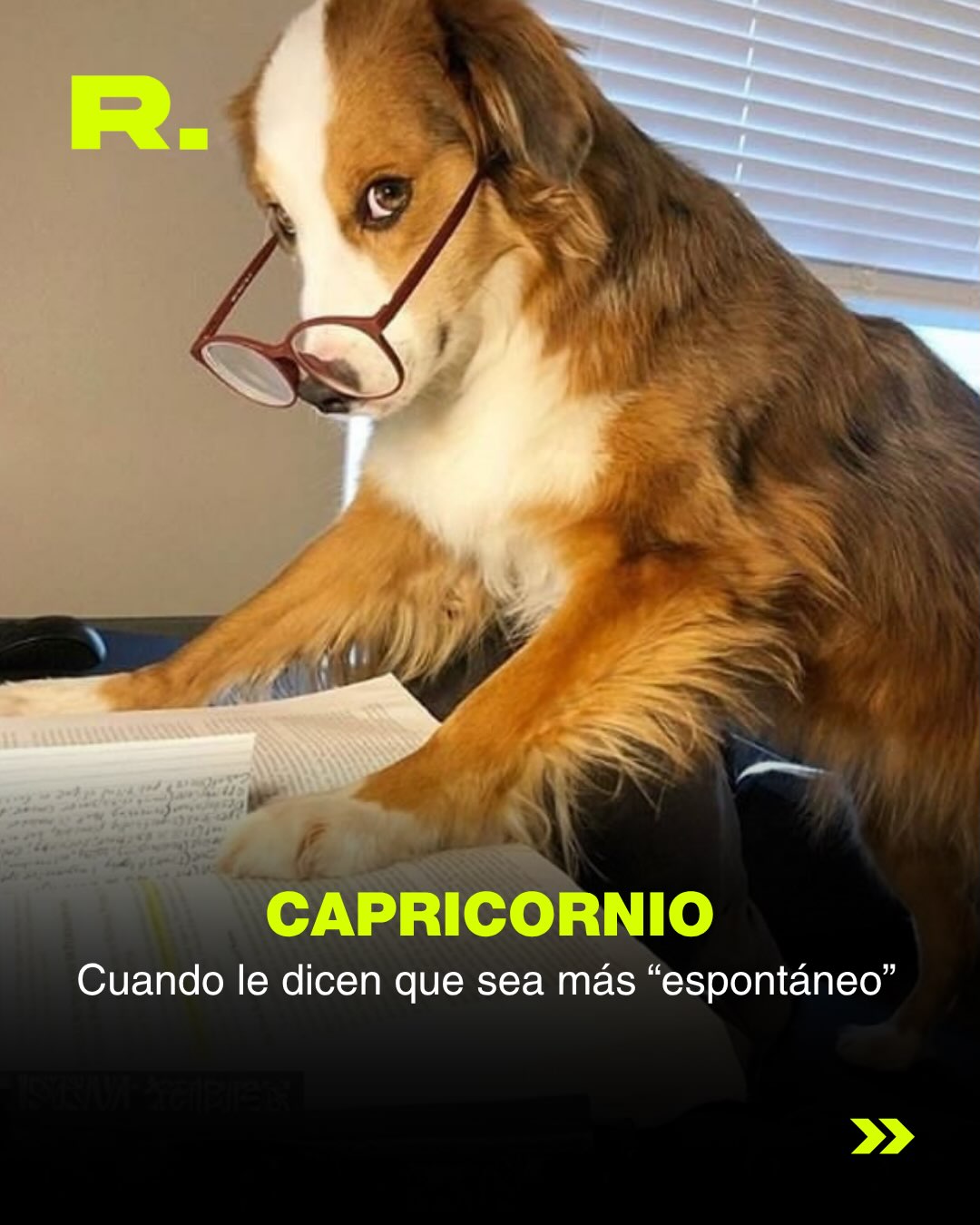 ❤️ LLUVIA DE MEMES DE PERROS (para alegrarte el día) (11/13)