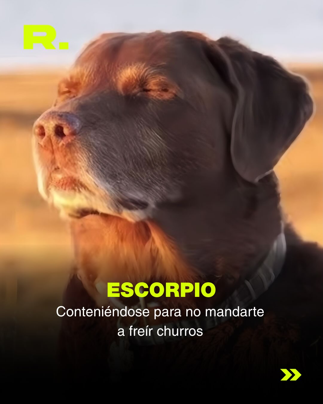 ❤️ LLUVIA DE MEMES DE PERROS (para alegrarte el día) (9/13)