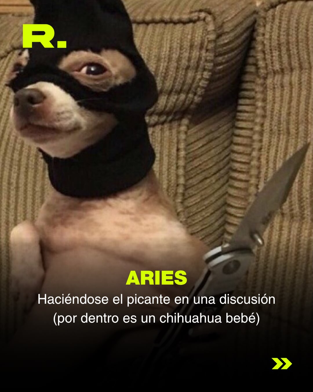 ❤️ LLUVIA DE MEMES DE PERROS (para alegrarte el día) (2/13)