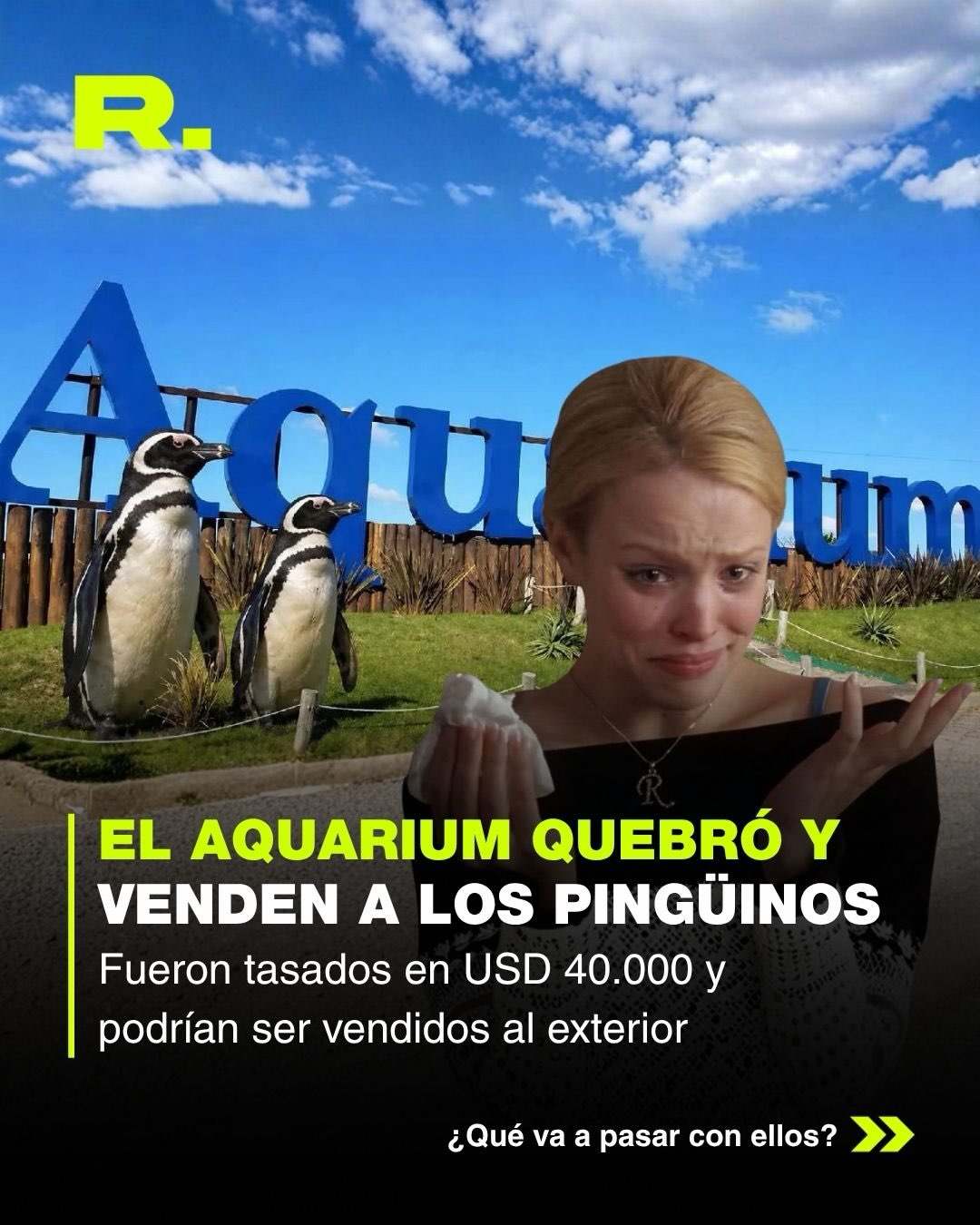 🐧 EL AQUARIUM QUEBRÓ Y AHORA CUATRO PINGÜINOS PODRÍAN SER VENDIDOS AL EXTERIOR (1/3)