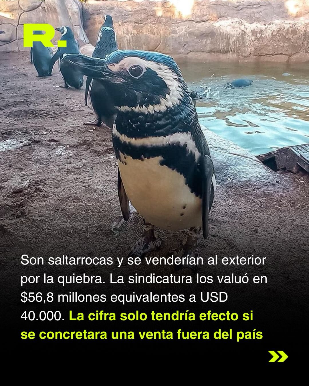 🐧 EL AQUARIUM QUEBRÓ Y AHORA CUATRO PINGÜINOS PODRÍAN SER VENDIDOS AL EXTERIOR (2/3)