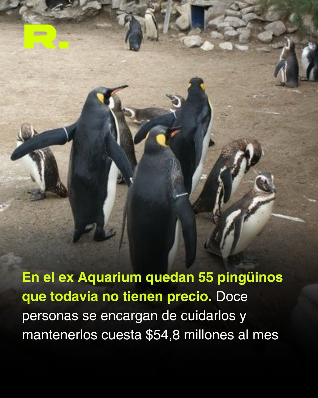 🐧 EL AQUARIUM QUEBRÓ Y AHORA CUATRO PINGÜINOS PODRÍAN SER VENDIDOS AL EXTERIOR (3/3)