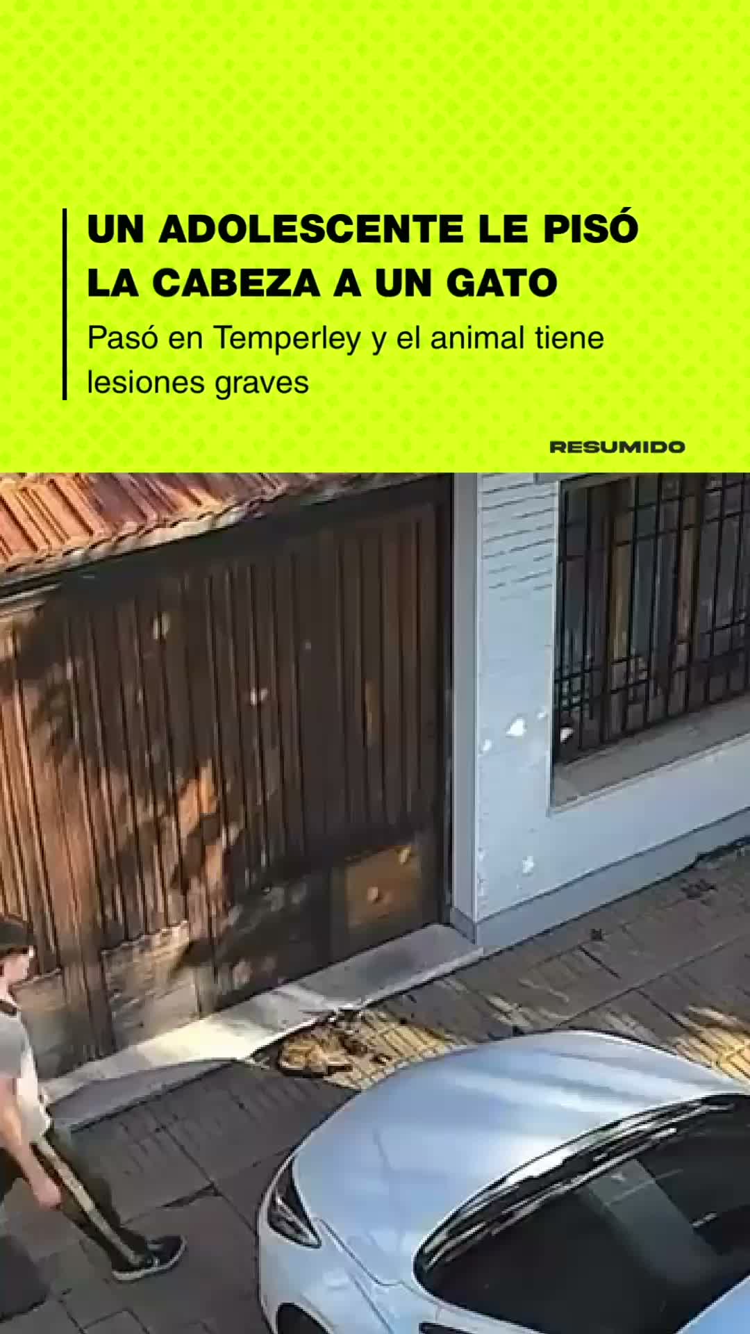 ⭕️ MALTRATO ANIMAL EN TEMPERLEY