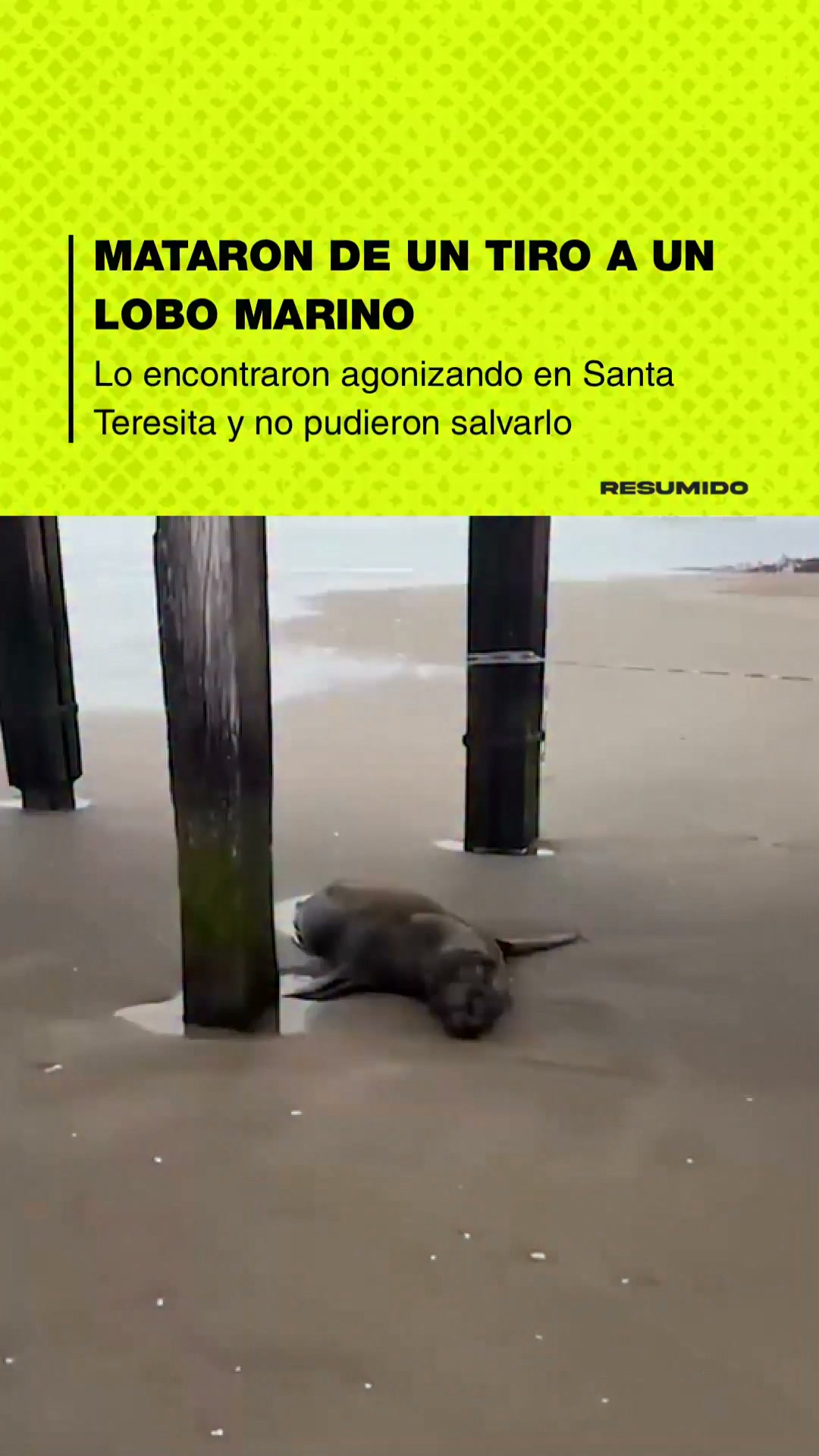 ⭕️ ASESINARON A UN LOBO MARINO