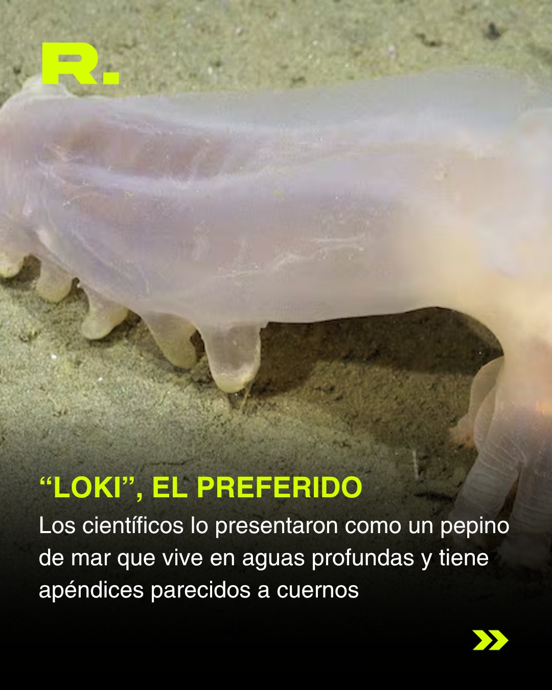 🐙 ¿LA ESTRELLA CUL0NA TIENE COMPETENCIA? (3/5)