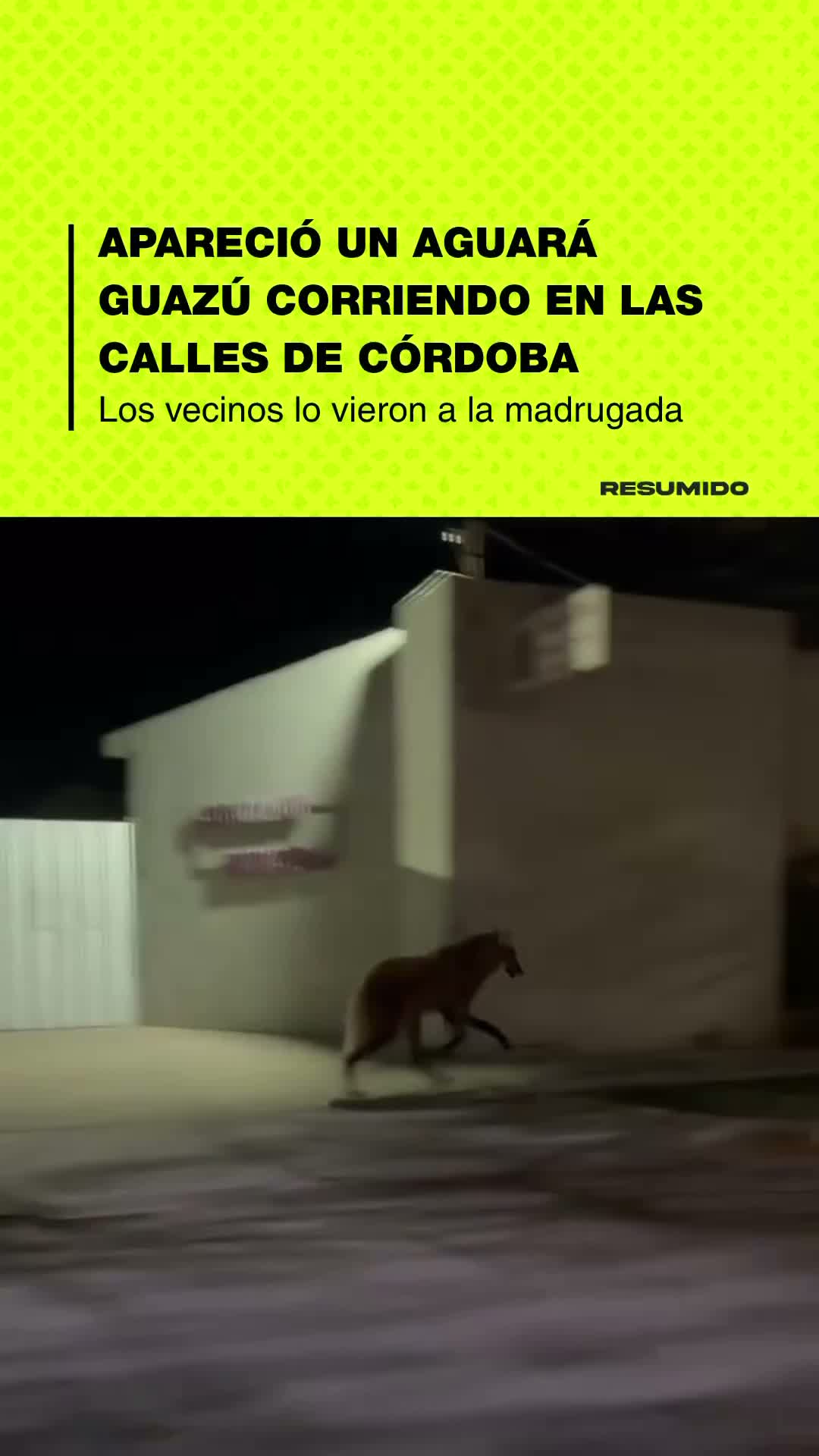 🫶🏻 RESCATARON A UN AGUARA GUAZÚ