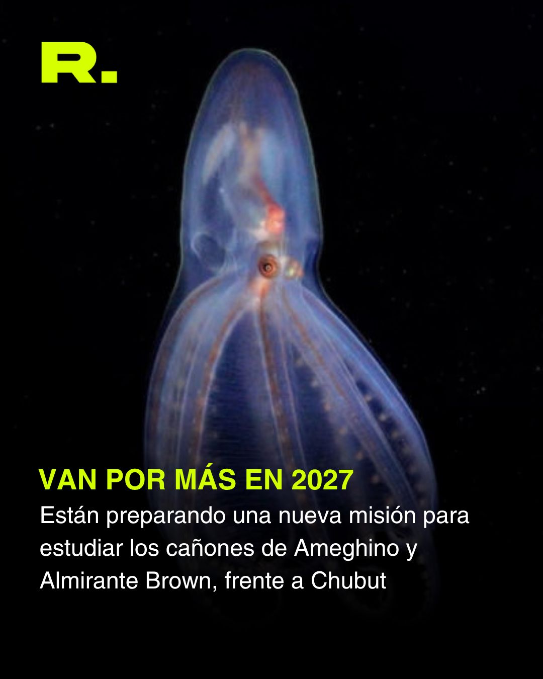 🐙 ¿LA ESTRELLA CUL0NA TIENE COMPETENCIA? (5/5)