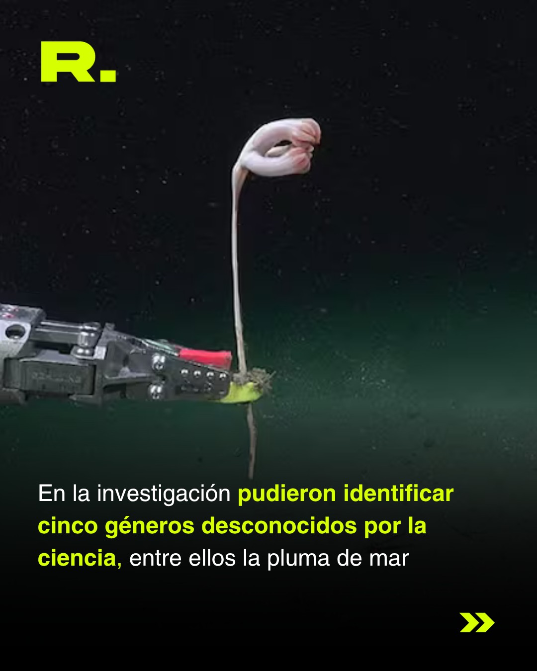 🐙 ¿LA ESTRELLA CUL0NA TIENE COMPETENCIA? (2/5)