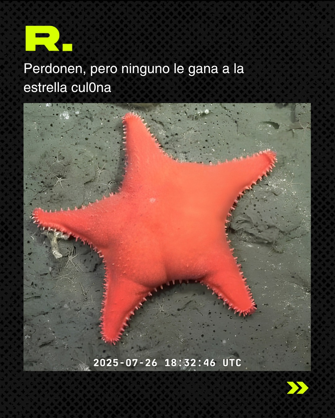 🐙 ¿LA ESTRELLA CUL0NA TIENE COMPETENCIA? (4/5)