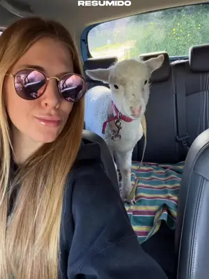 🥹 RESCATARON A LA OVEJA "MEMÉ" Y EVITARON QUE LA COMPREN POR FACEBOOK