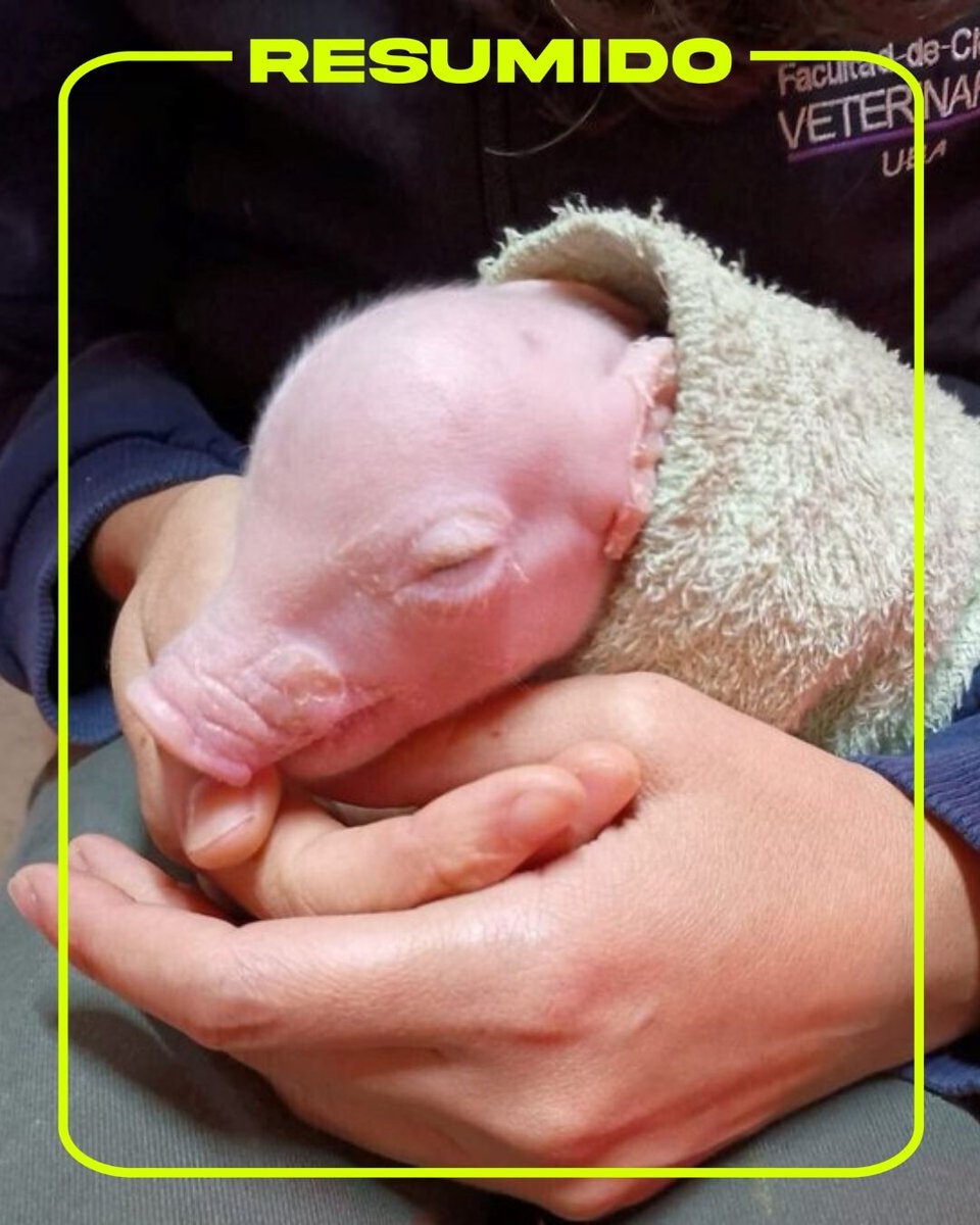 Nació el primer cerdo modificado genéticamente en Argentina para trasplantes de órganos humanos