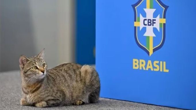 Para entender la historia hay que volver al Mundial de Qatar.
Vinícius Júnior estaba hablando con los periodistas cuando un gato apareció de la nada.
Se subió a la mesa y se quedó al lado del jugado