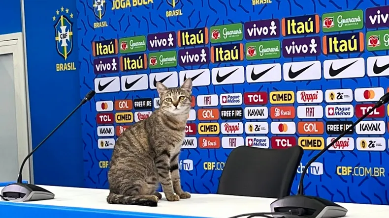 La CBF intentó apagar la polémica.
Adoptó al animal y los propios jugadores le pusieron un nombre: Hexa
Como el sexto Mundial que tanto soñaban ganar. Pero el sexto nunca llegó