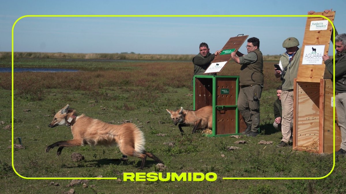 Kuarahy y Jasy, dos hermanos aguará guazú criados desde bebés por la Fundación Temaikèn y el Centro Aguará, vuelven a su hogar. 

Tras 9 meses de rehabilitación, ya están en libertad