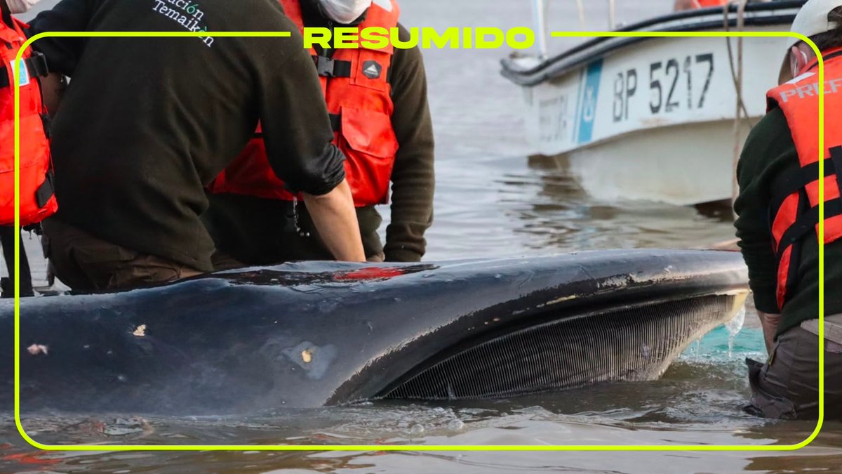 El rescate depende de que suba la marea🌊

La idea es aprovechar el aumento del nivel del agua para desencallarla y guiarla hacia una zona más profunda, desde donde pueda regresar al Río de la Plata ex