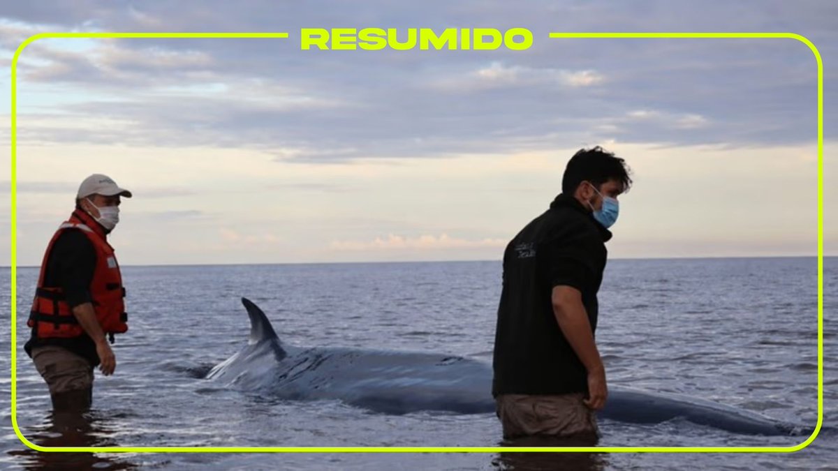 Murió la ballena que estuvo varada varios días en la costa de San Isidro