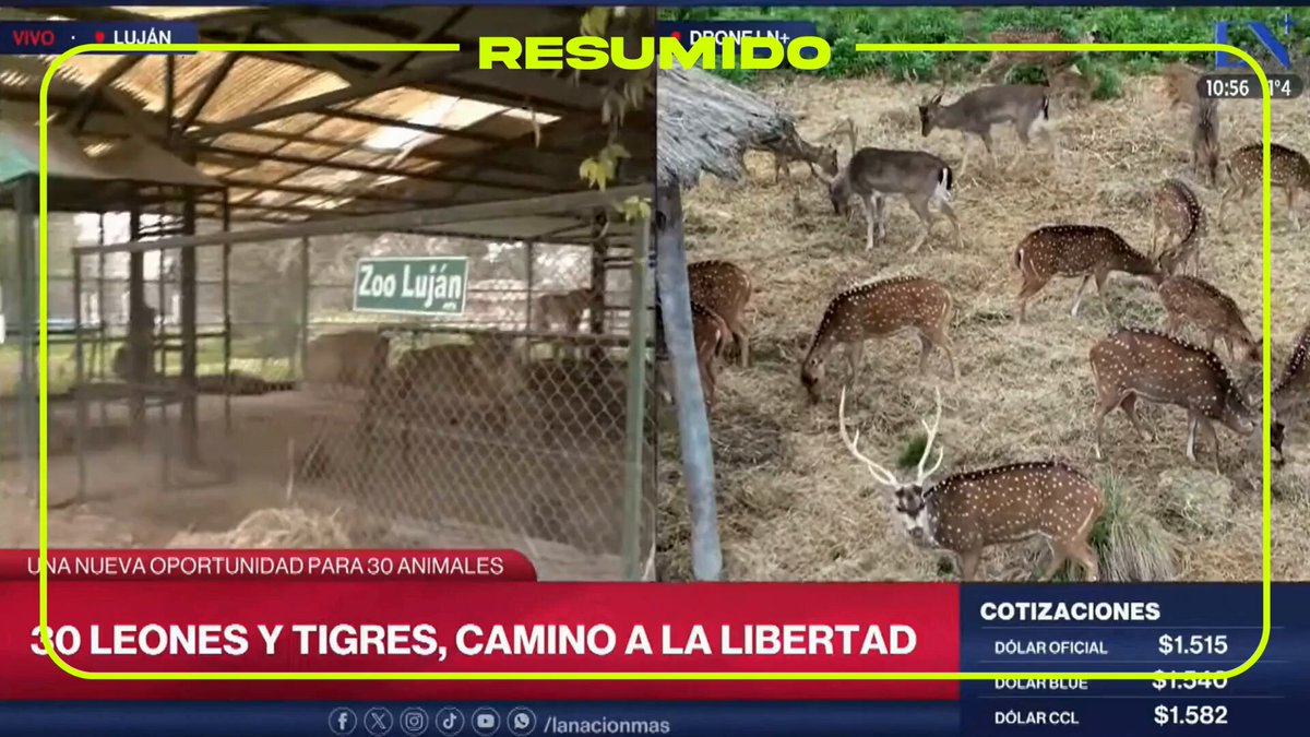 Comenzó el operativo para trasladar a los tigres y leones del ex zoológico de Luján