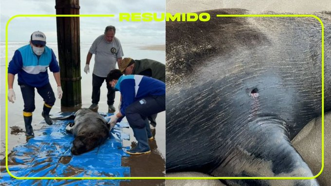 Le pegaron un tiro a un lobo marino en Santa Teresita

Trataron de salvarlo pero murió, unos días después por la infección. Tuvo una fractura y una contusión pulmonar