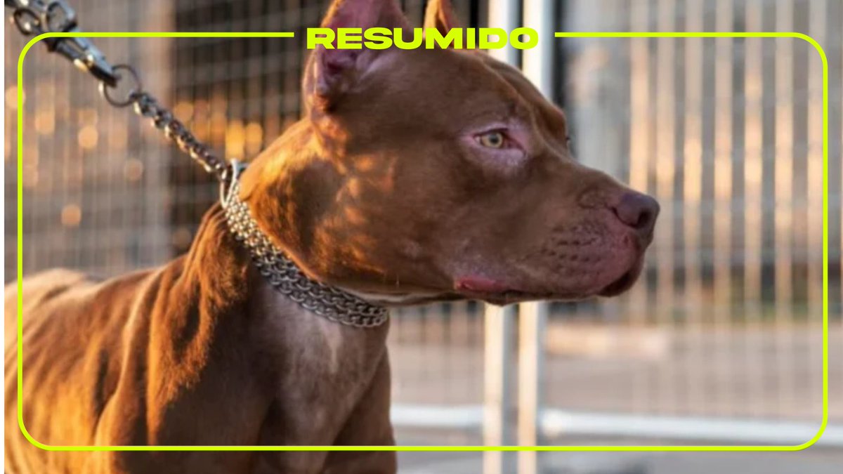 Un pitbull mató a un nene de 4 años en Moreno y su madrina, dueña del perro, quedó detenida