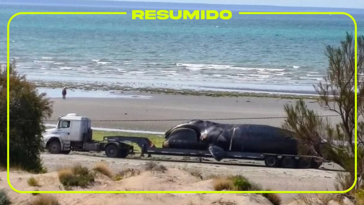 ⭕ Alerta en Puerto Madryn: Se registraron 5 ballenas muertas en las playas locales.
La Secretaria de Ambiente de Chubut investiga la presencia de una bacteria marina y el impacto de las toxinas de la