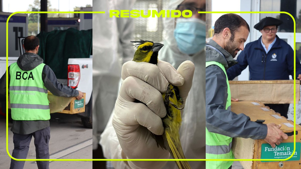 Por primera vez, Argentina repatrió 47 animales silvestres víctimas del tráfico ilegal desde Uruguay
Se trata de 8 cardenales amarillos, 20 loros habladores y 19 tortugas terrestres. Los ejemplares r