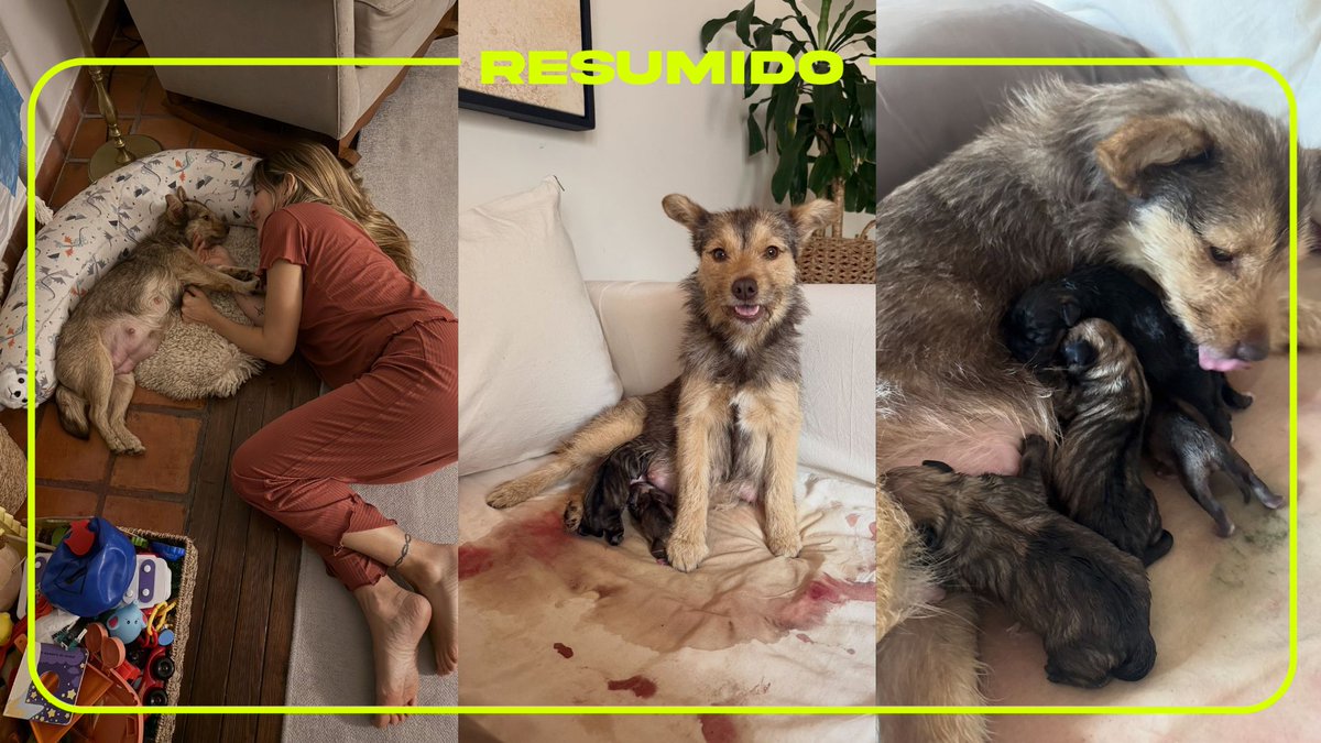 "Estoy muy orgullosa de vos, de tus 5 hijos! de todas las mujeres y hembras y de la maternidad"

Jimena Barón mostró que Lucy, la perrita que había adoptado, ya fue madre